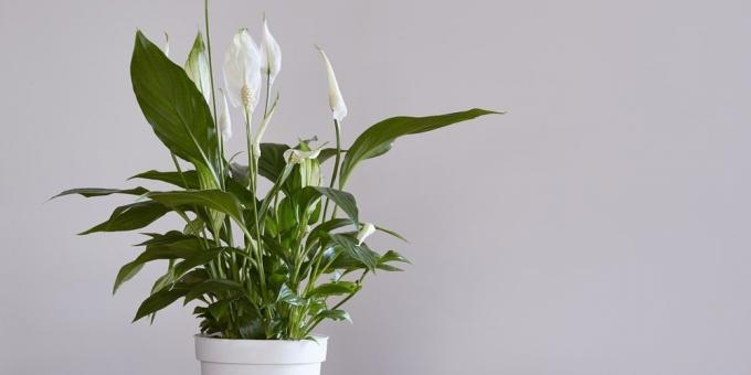 Krävande växter: Spathiphyllum