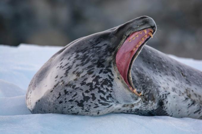 Antarktis: foto av en leopardförsegling