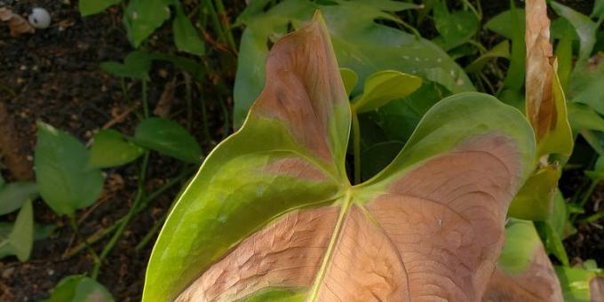 Hur man behandlar anthurium, när bladen bruna fläckar