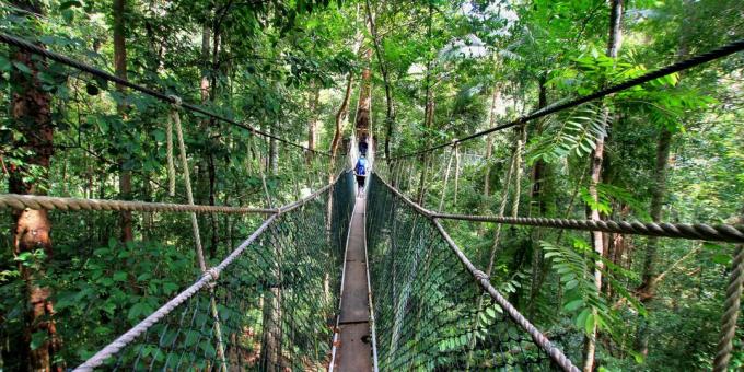 Asian territorium lockar medvetet turister: National Park Taman Negara, Malaysia