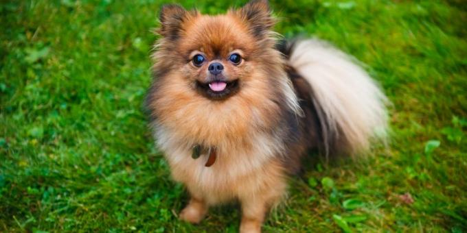 föda upp hundar för lägenheter: Pomeranian