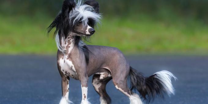 hund för lägenhet: Kinesiska nakenhunden
