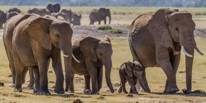 Missuppfattningar och fakta om djur: gamla elefanter har en speciell plats att dö