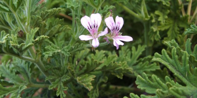 Hur ta hand om pelargoner