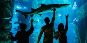 5 skäl att besöka akvariet