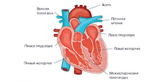 Hjärtans anatomi