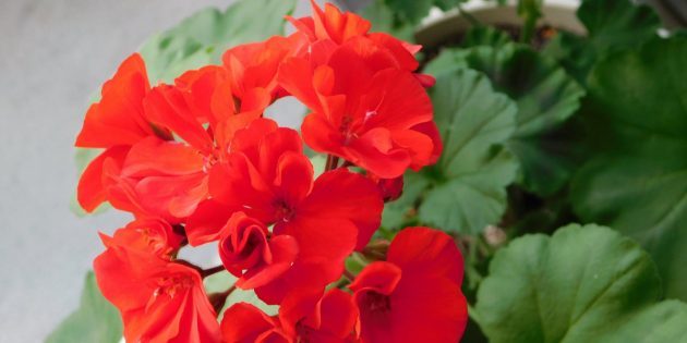 Hur ta hand om pelargoner