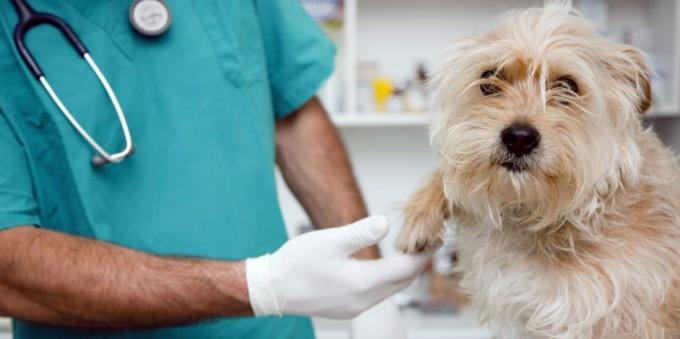 Regelbundna besök till veterinären hunden kommer lindra många hälsoproblem