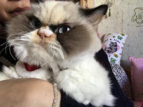 Grumpy Cat 2.0: den nya griniga katten erövrar internet
