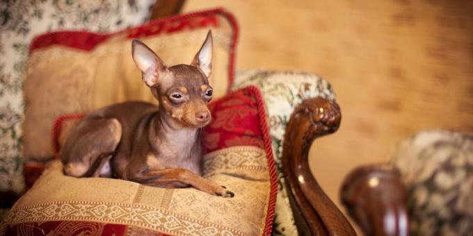 hund för lägenhet: Toy Terrier