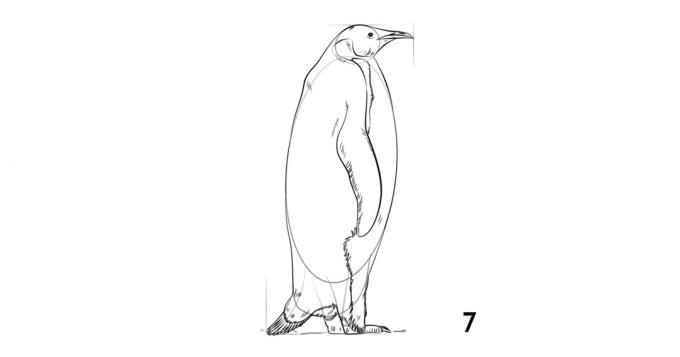 Hur man drar en pingvin