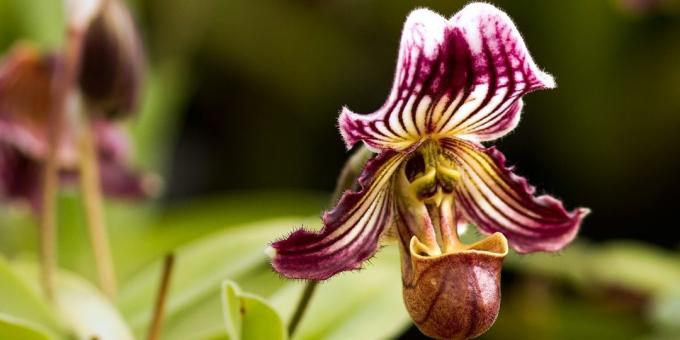 Hur ta hand om orkidéer Pafiopedilum