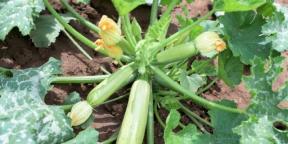 Hur man planterar och sköter zucchini för att få en rik skörd