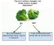 Hur man bekämpa överätande: broccoli testet