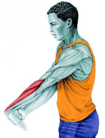 Anatomi stretching: sträckning av underarmssträck
