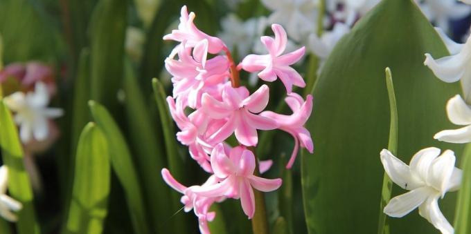 Rums uppsvällda blommor: hyacint