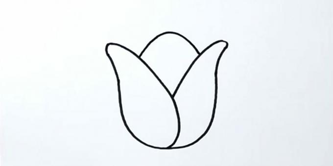 Hur man ritar en tulpan: skissera mittbladet