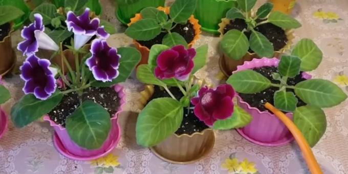 Gloxinia och omsorg: hur vatten