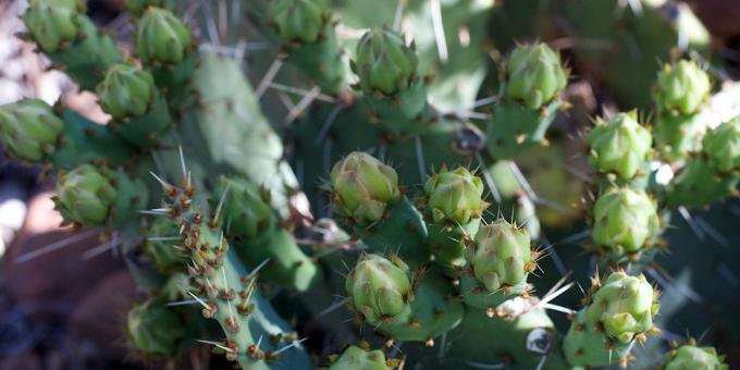 Hur ta hand om kaktus: kaktus knoppar utvisas