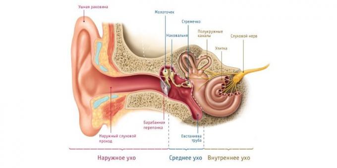 Om barnet har ont i öronen, det är en fysiologisk orsak till detta
