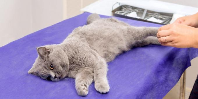 Förbereda katter för sterilisering