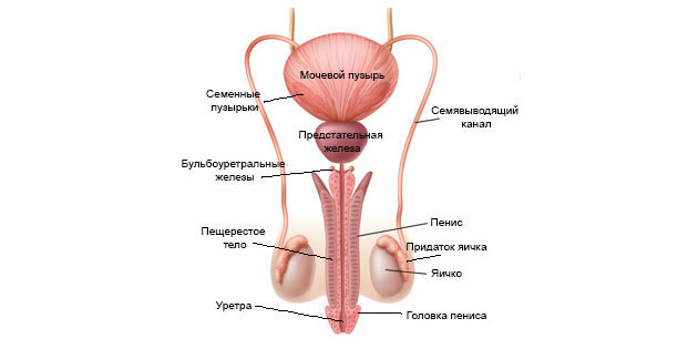 Utlösning: strukturen hos det manliga reproduktionssystemet