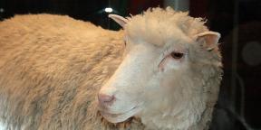Vad som har förändrats i kloningsvärlden sedan fåren Dolly