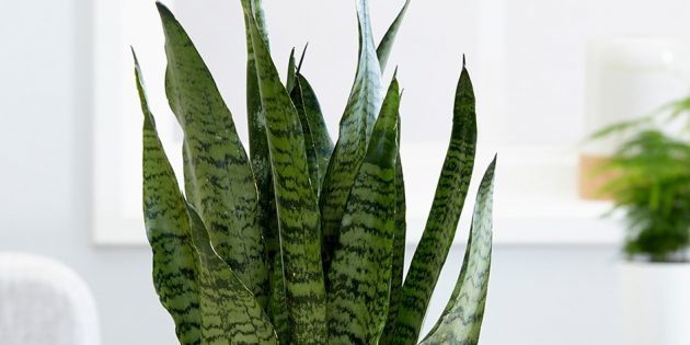 Shade krukväxter: sansevieriya zeylanika
