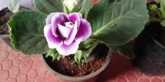 Gloxinia och hennes vård: hur transplantation