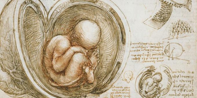 Foster i livmodern, teckning av Leonardo da Vinci