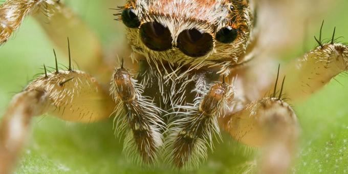 Spindlar, skorpioner och tusenfotar är insekter