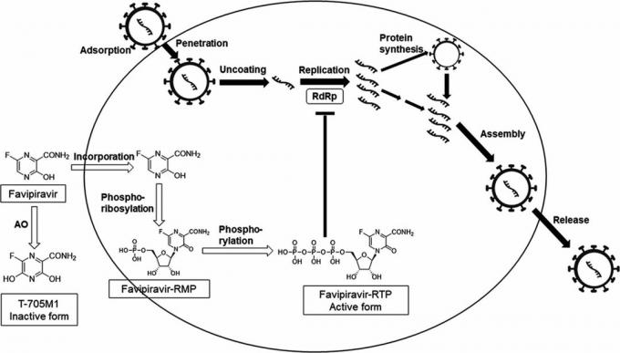 Verkningsmekanismen för favipiravir, på grundval av vilken Avifavir utvecklades