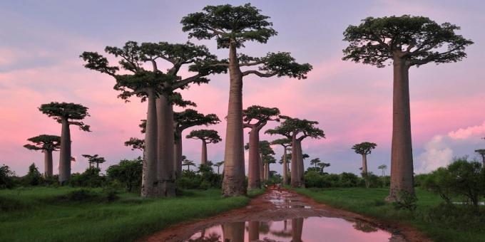 Madagaskars skogar