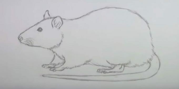 Hur man ritar en mus: radera skisser