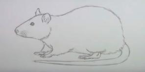 15 sätt att rita en mus eller en råtta