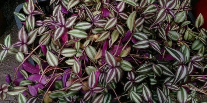 Krävande växter: Tradescantia