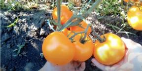 När man ska plantera tomater för plantor och hur man gör det