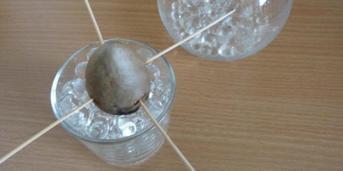 Hur man odlar en avokado från en sten: Stenen i ett glas med hydrogel