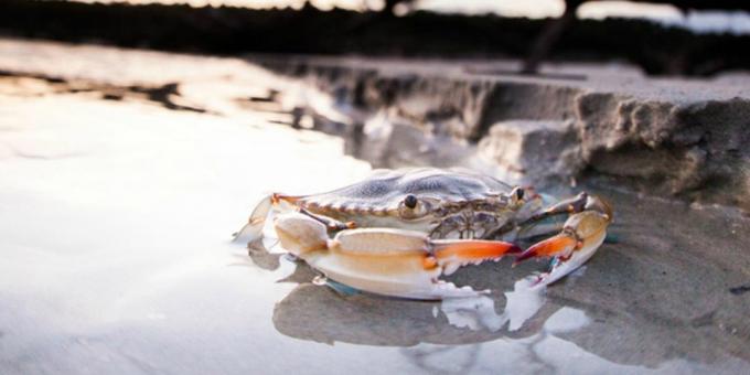 UAE: jakten på krabbor i Förenade Arabemiraten
