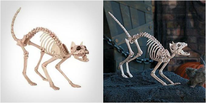 katt skelett