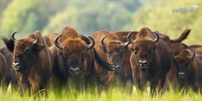 vitryska bison