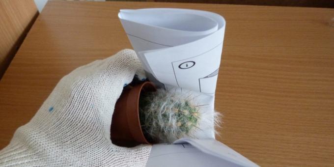 Hur man transplantera blomman, om transplantation en kaktus, ta den med en hoprullat papper