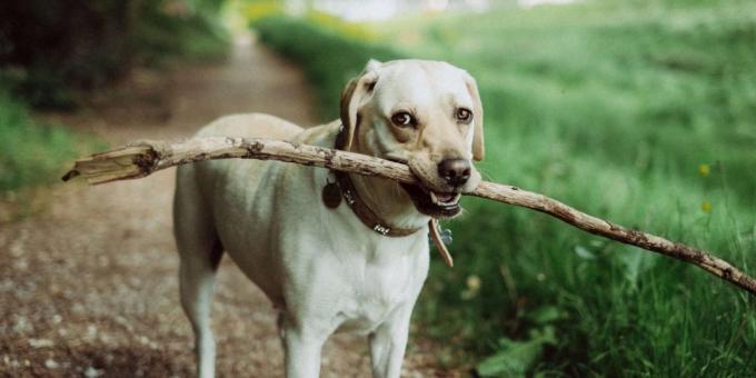 Dog utbildning: Oporto