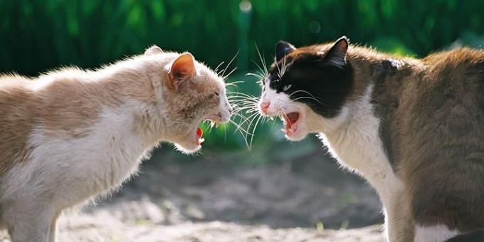 Ofta katter aggression orsakad av hormoner