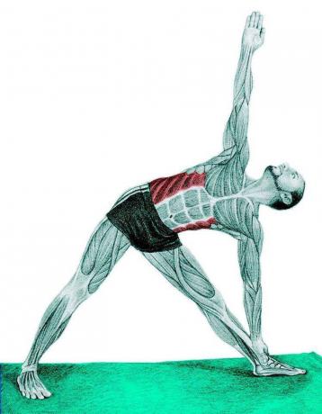 Anatomi stretching: Triangle Pose