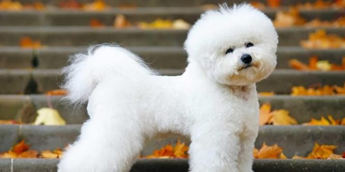 föda upp hundar för lägenheten: Bichon Frisé