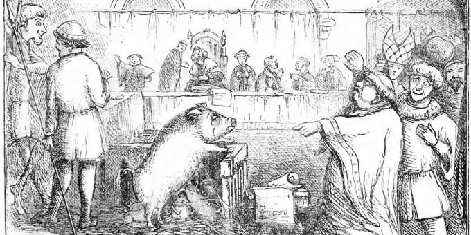 En gris och hennes smågrisar prövas för att döda ett barn. Illustration från Chambers Day Book
