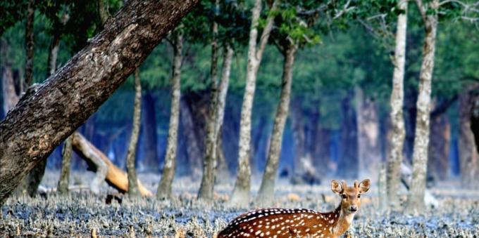 Sundarbans, Indien och Bangladesh