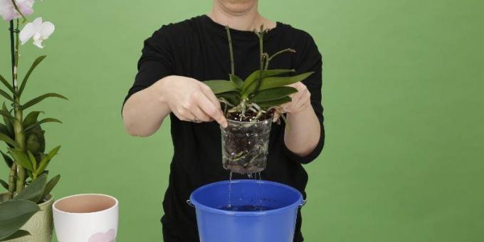 Hur man vatten Orchid: höja potten för att bli av med överflödigt vatten