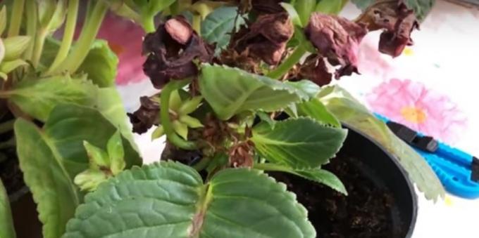 Gloxinia: Care efter blomningen